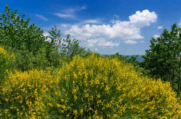 blooming yellow gorse bushes Landscape with blooming yellow gorse bushes on blue sky with white clouds furze or gorse ulex europaeus stock pictures, royalty-free photos & images
