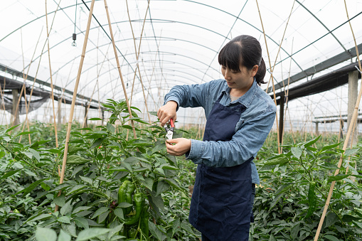 An Asian female farmer works in a greenhouse