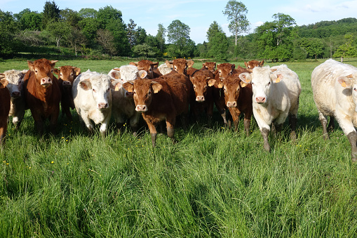 Cattle herd grazing  Limousin Cow  Charolais Beef  La Creuse Limousin France