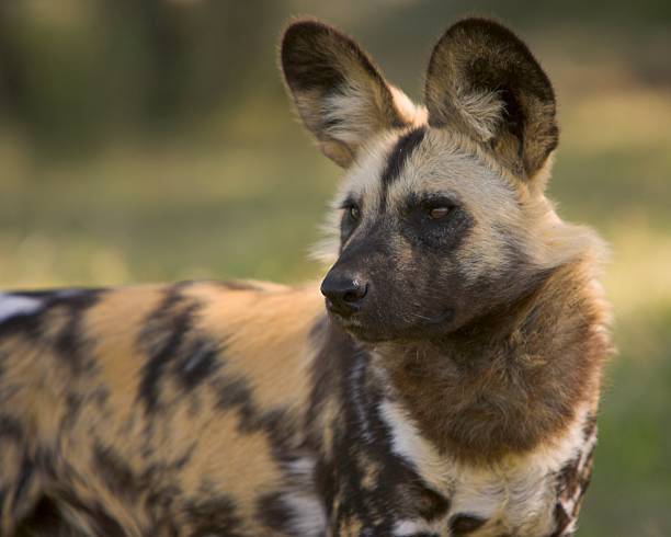Wild African Hunting Dogs