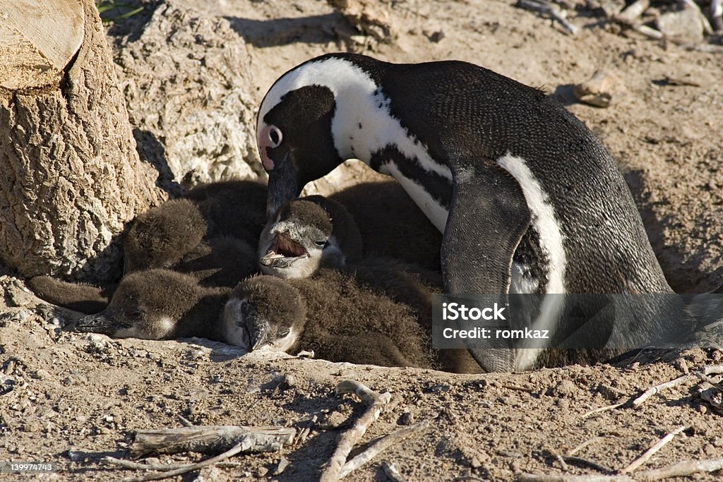 Penguins - Foto stock royalty-free di Pinguino africano