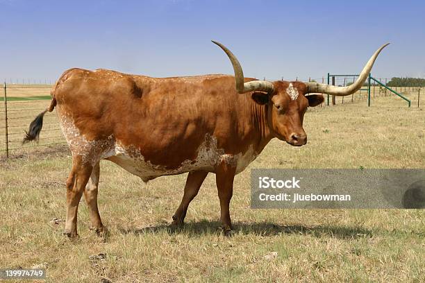 Longhorn Um Sie Stockfoto und mehr Bilder von Agrarbetrieb - Agrarbetrieb, Ausgedörrt, Bulle - Männliches Tier