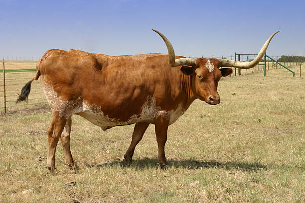 istock Longhorn looking at you 139974749
