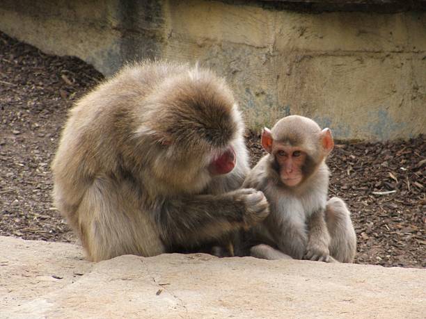 Monkey Discussion 100+ Monkey Meeting Photos Stock Photos, Pictures & Royalty-Free Images ...