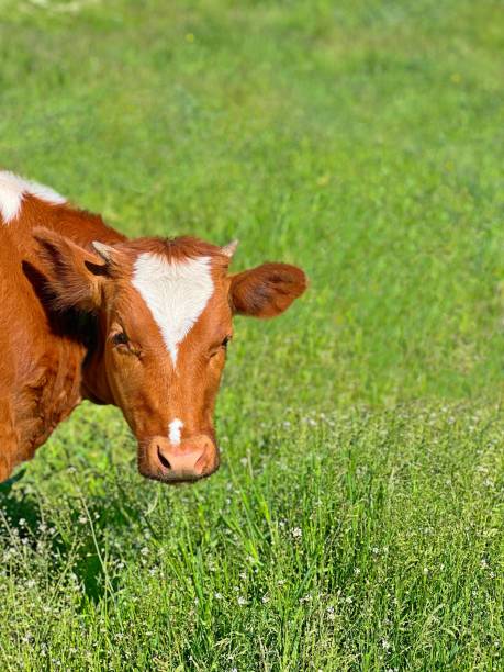 Cute cow grazing on green grass pasture.