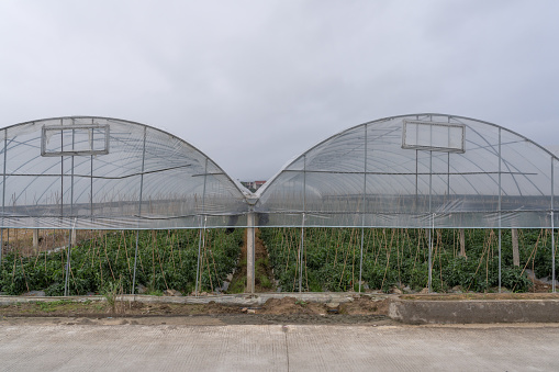 Crops in the greenhouse of modern agriculture