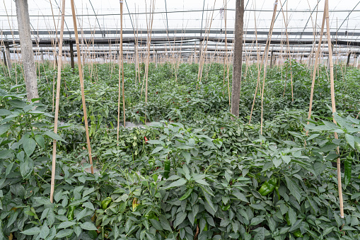 Green pepper in greenhouse nursery
