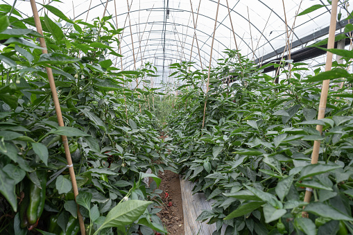 Green pepper in modern agricultural greenhouse