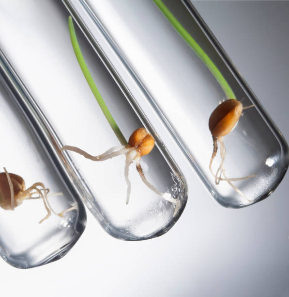 gene manipulated small plants germinate in test tube, Wheat genetically modified stock photo