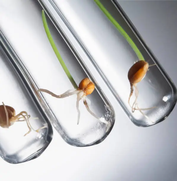 gene manipulated small plants germinate in test tube, Wheat genetically modified.