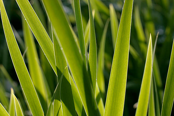 hojas verdes - foto de stock