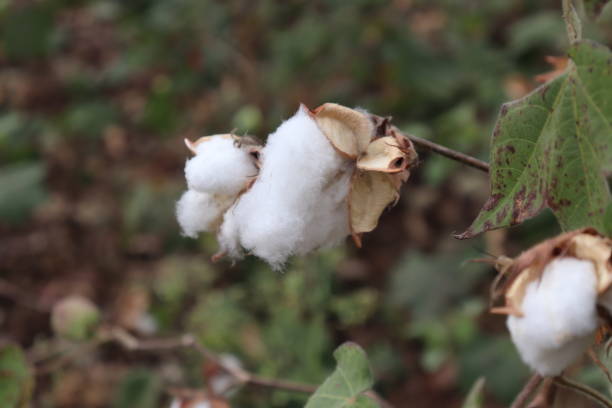 istock Cotton plants field. Sunny day Photo 1399751021