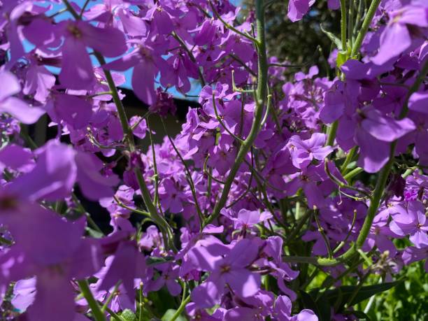 Purple flowers Beautiful purple flowers in a garden olivia mum stock pictures, royalty-free photos & images