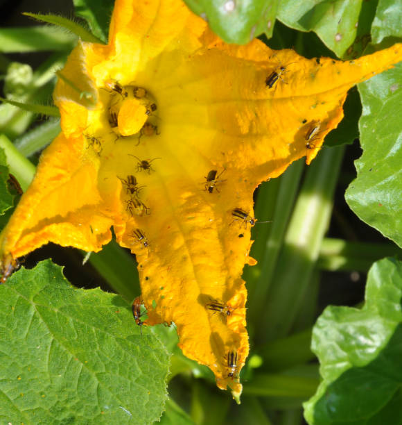 European honeybee (Apis mellifera) gathering pollen from a bright yellow squash blossom in a garden