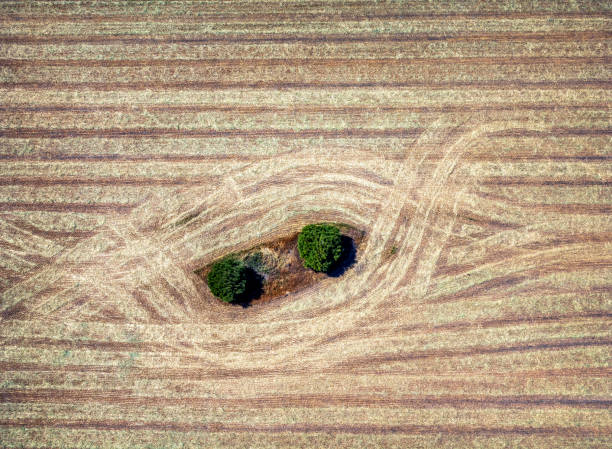 istock Aerial view of a lonely two tree among cereal fields. 1399751365