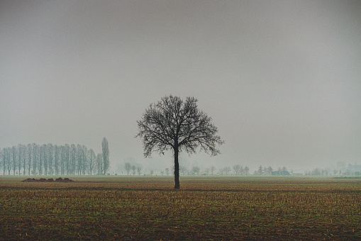 Lonely tree silhouette in field at fog