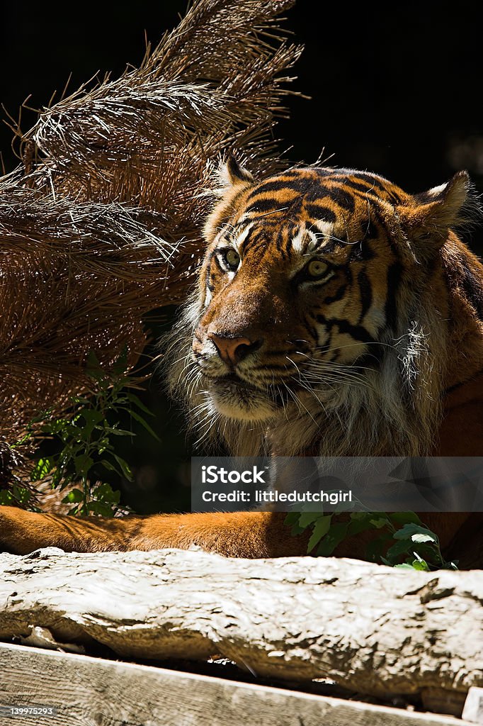 Sumatratiger - Lizenzfrei Bedrohte Tierart Stock-Foto