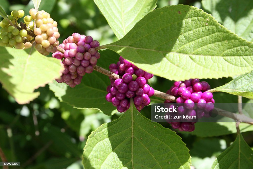 berrys na Árvore - Royalty-free Adulto maduro Foto de stock