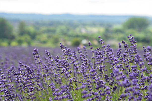 Lavender field in a small town of North Hertfordshire, England. Although they are yet fully blooming, purple little flowers beautifully waving in summer field is a beautiful landscape.