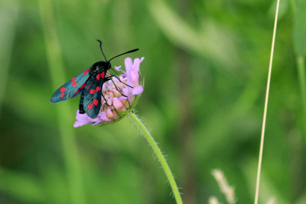 Six-spot burnet - Zygaena filipendulae on a flower