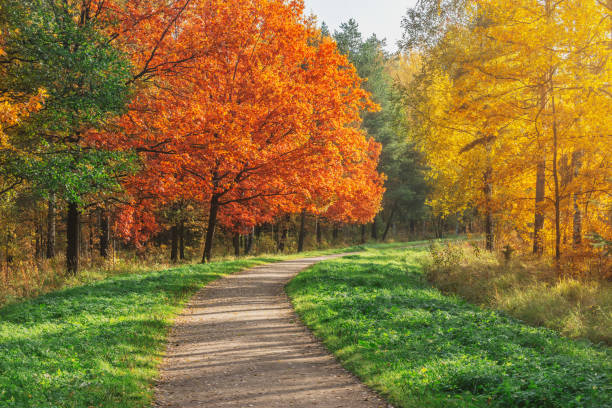 istock Path in the city park at autumn time. 1399753764