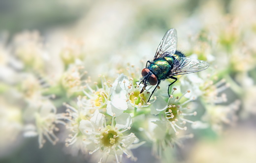 A green fly on a blossoming bird cherry branch. Close-up, selective focus
