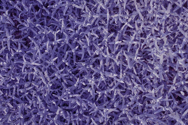 istock Very small multi-leafed purple flower plants close-up. Monochrome background. Top view 1399755247