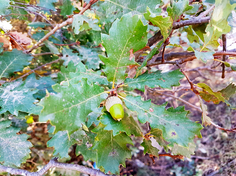 Beautiful oak acorns at the beginning of a rainy autumn. Querqus Ilex
