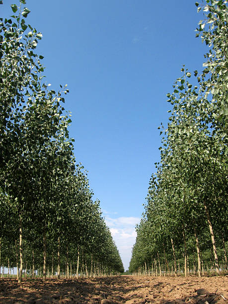 Tree Farm 2 stock photo