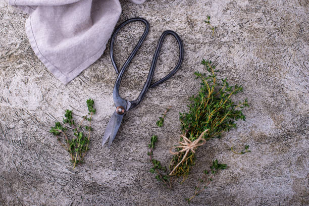 istock Green thyme. Fresh garden herbs 1399756244