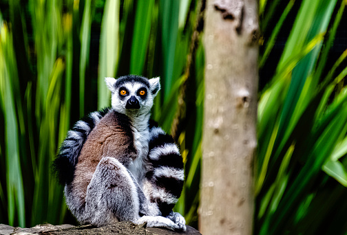 Ring-tailed lemur (Lemur catta) is a large strepsirrhine primate known as maky, maki or hira - Tsimanampetsotsa Nature Reserve, Madagascar