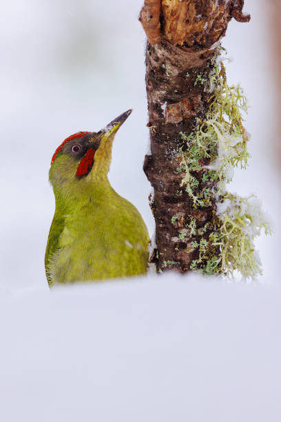 kuvapankkikuvat ja rojaltivapaat kuvat aiheesta vihertikka - european green woodpecker