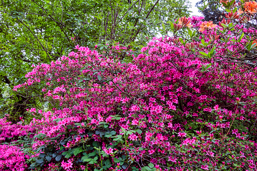 Rhododendrons in Windsor Great Park, United Kingdom