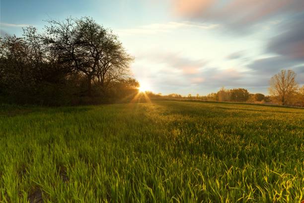 istock green wheat field at sunset sun glare grass summer day trees sky rows 1399756656