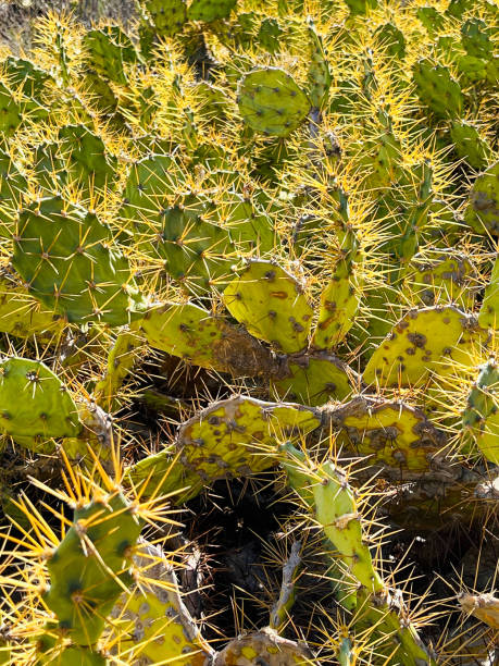 istock Background from cactuses. Canary Islands. Tenerife. 1399756715