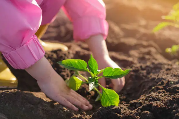 Photo of A little helper plants a young pepper seedling in the ground. World Plant Day. Small children's hands. Preservation of the environment. Agricultural work on vegetation cultivation