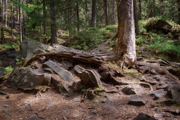 Ukraine. Forest landscape in the Carpathian mountains. The roots of a large tree entwine stones.