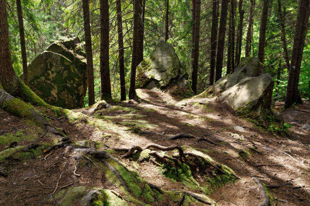 Ukraine. Ancient forest in the Carpathian mountains. Glade illuminated by the rays of the sun.