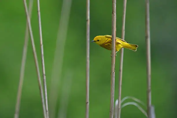 Photo of Yellow warbler in reeds