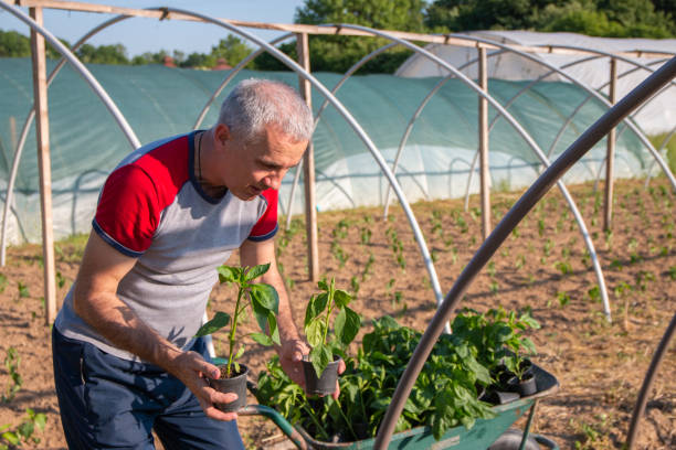 istock Farmer working on sowing season. 1399758525