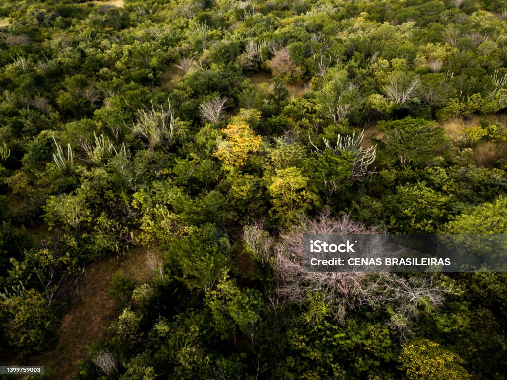 aerial view of caatinga forest, native vegetation of northeast brazil caatinga is a Brazilian biome that presents semi-arid climate, vegetation with little leaves and adapted for dry periods, in addition to great biodiversity. this biome is found in areas of northeastern Brazil. Accidents and Disasters Stock Photo
