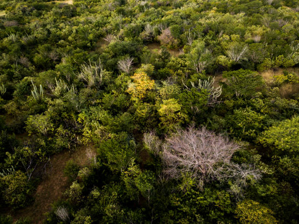 aerial view of caatinga forest, native vegetation of northeast brazil caatinga is a Brazilian biome that presents semi-arid climate, vegetation with little leaves and adapted for dry periods, in addition to great biodiversity. this biome is found in areas of northeastern Brazil. caatinga stock pictures, royalty-free photos & images