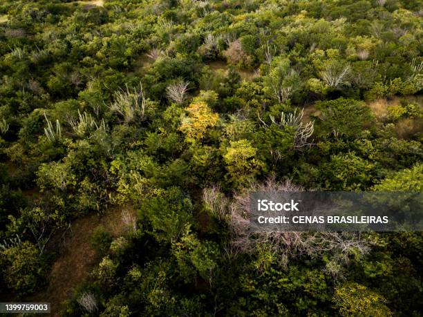 Aerial View Of Caatinga Forest Native Vegetation Of Northeast Brazil Stock Photo - Download Image Now