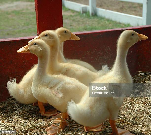 Ducklings Um Sorridente - Fotografias de stock e mais imagens de Amarelo - Amarelo, Animal, Animal Doméstico