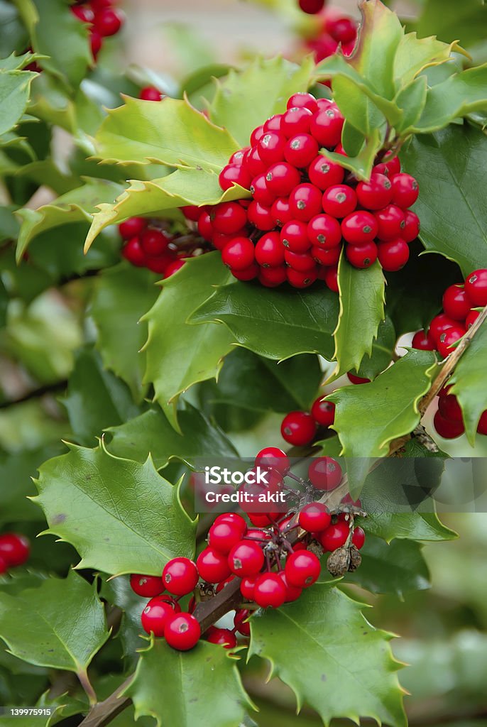 Yuletide Holly Berries Yuletide Holly Berries - English Holly (Ilex aquifolium) Branches with clusters of bright red holly berries adorning them in the fall. Abundance Stock Photo