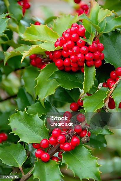 Yuletide Holly Berries Stock Photo - Download Image Now - Abundance, Autumn, Berry