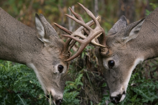 two male white tail deer battling for a female