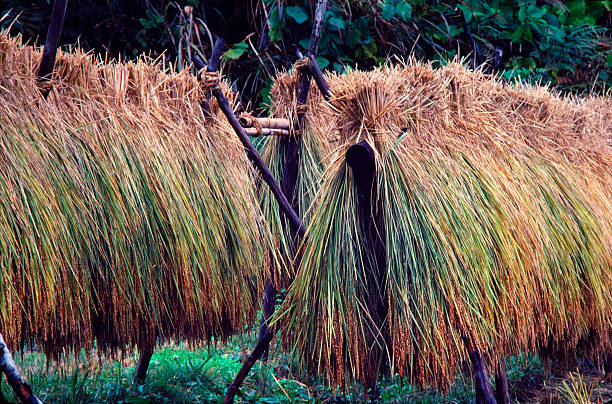 Colheita de arroz - foto de acervo