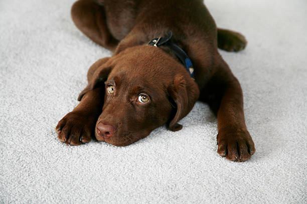 Lazy Dog Adorable Chocolate Labrador Retriever Puppy carpet stock pictures, royalty-free photos & images