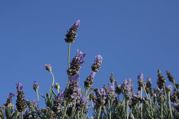 lavander stock photo